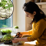 Chcesz założyć ogródek ziołowy w domu? Te rośliny możesz uprawiać bez ziemi i doniczek