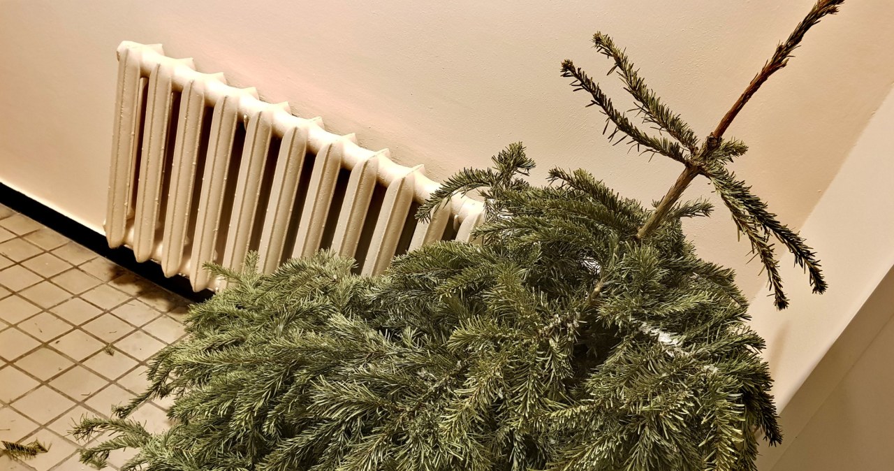 Chcesz zaoszczędzić na świętach? Nie marnuj choinki, tylko posadź ją w ogrodzie /123RF/PICSEL