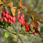 Chcesz zasadzić berberys w ogrodzie? To najlepsze gatunki, polecane przez ogrodników