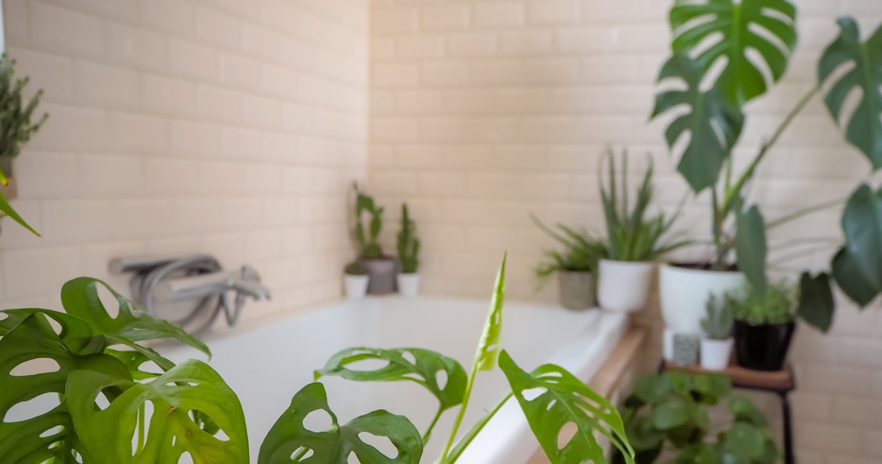 Chcesz żeby twoją łazienkę zdobiły rośliny? Wybierając odpowiednie gatunki, jest to możliwe. /123RF/PICSEL