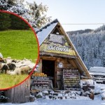 Chcesz zostać bacą lub juhasem? Ruszył nabór na wyjątkowe kursy w Małopolsce