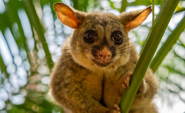 "Chciał wtopić się w tłum". Nietypowy "pluszak" na półce z zabawkami