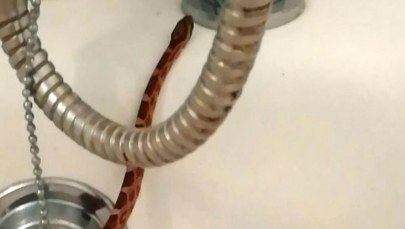 Chciał wziąć prysznic, gdy zauważył, że z odpływu... wypełza wąż