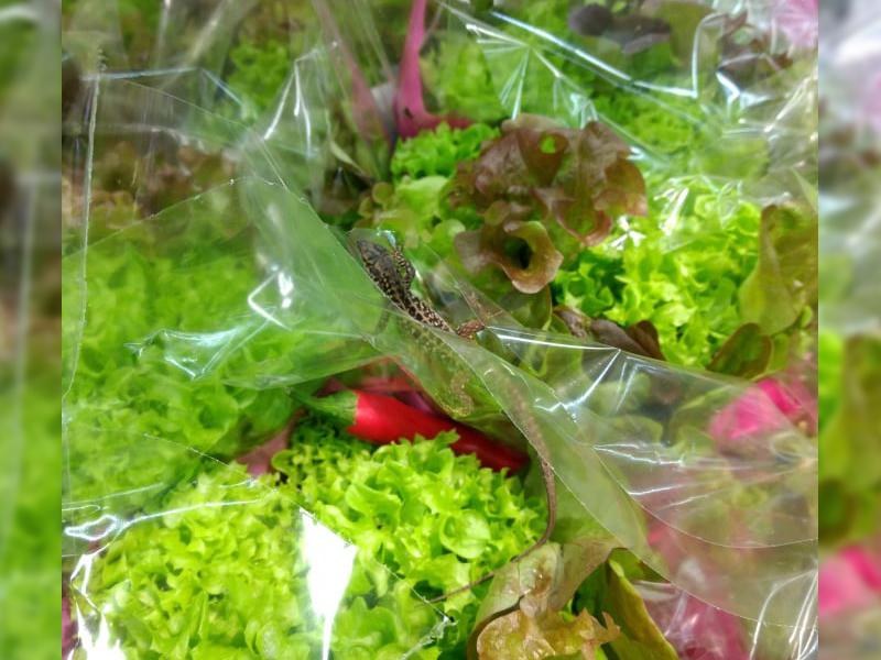 Chciała kupić warzywa... ze sklepu wyszła z gekonem. /iszczecinek.pl /