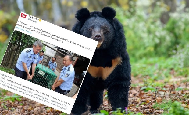 Chciała mieć psa. Po dwóch latach okazało się, że sprzedano jej niedźwiedzia