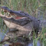 Chciała ochłodzić się w rzece. Zaatakował aligator, kobieta nie żyje