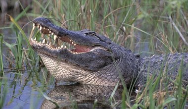 Chciała ochłodzić się w rzece. Zaatakował aligator, kobieta nie żyje