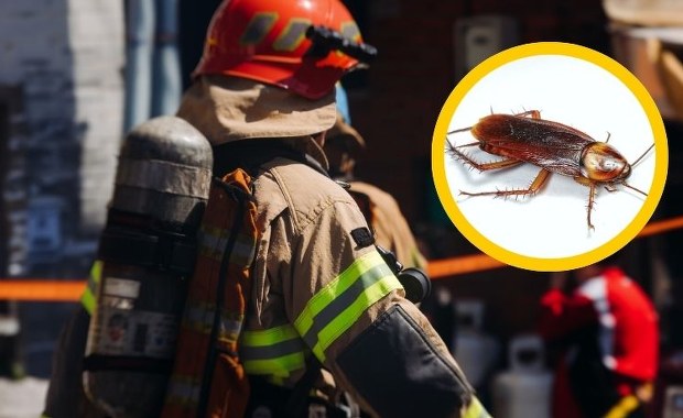 Chciała pozbyć się intruza z domu, omal nie spaliła mieszkania