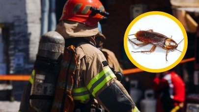 Chciała pozbyć się intruza z domu, omal nie spaliła mieszkania