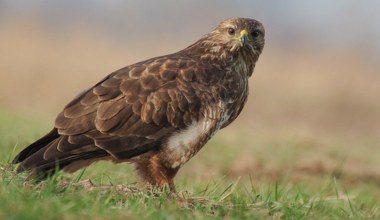 Chciała przewietrzyć mieszkanie. Przez okno wleciał potężny drapieżnik
