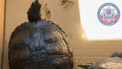 ​Chciała sprzedać dwa żółwie. Nie wiedziała, że musi mieć zezwolenie    