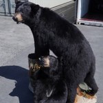 Chcieli przemycić spreparowane niedźwiedzie. Przesyłkę zatrzymali celnicy
