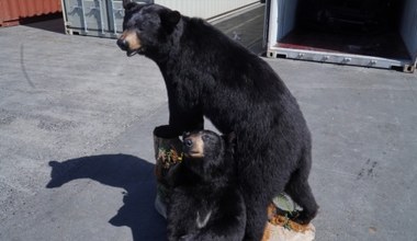Chcieli przemycić spreparowane niedźwiedzie. Przesyłkę zatrzymali celnicy