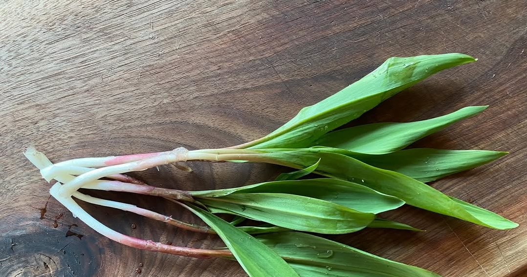 Черемша або дикий часник - це справжній природний антибіотик /Domena publiczna