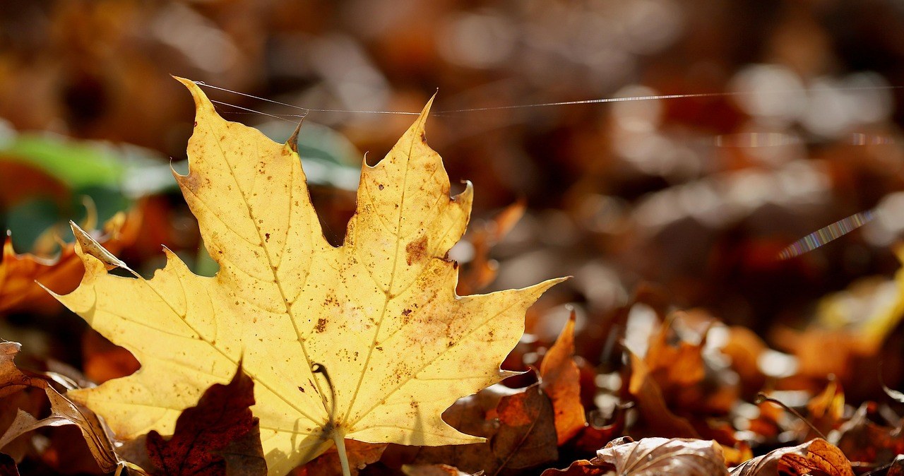 Чи можна спалювати опале листя в саду? /pixabay.com