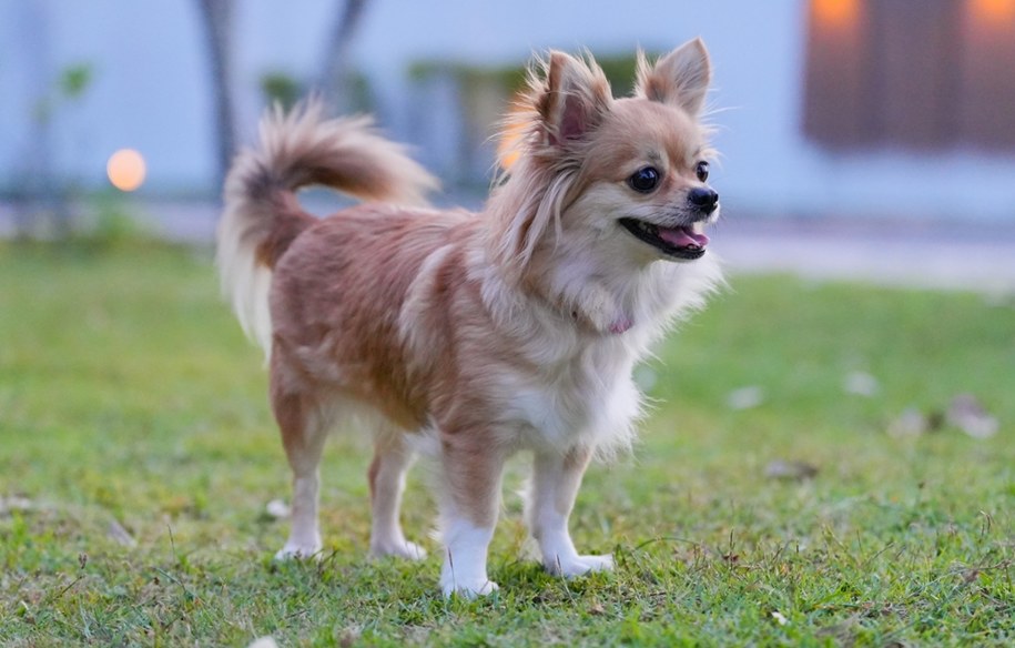 Chihuahua pomogła uratować swojego właściciela z lodowej pułapki