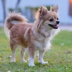 Chihuahua pomogła uratować swojego właściciela z lodowej pułapki