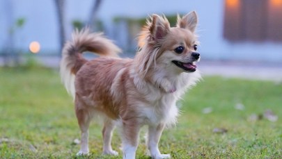 Chihuahua pomogła uratować swojego właściciela z lodowej pułapki