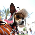 Chihuahua ratuje dziecko