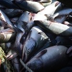 Chile: Setki tysięcy łososi uciekło z hodowli