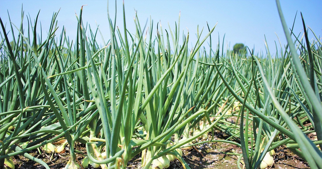 Чим обробляти цибулю-сівок перед висадкою, щоб отримати багатий врожай? /pixabay.com