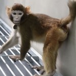 Chińczycy sklonowali małpę. Po dwóch latach nadal żyje