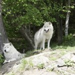 Chińczycy sklonowali wilka arktycznego