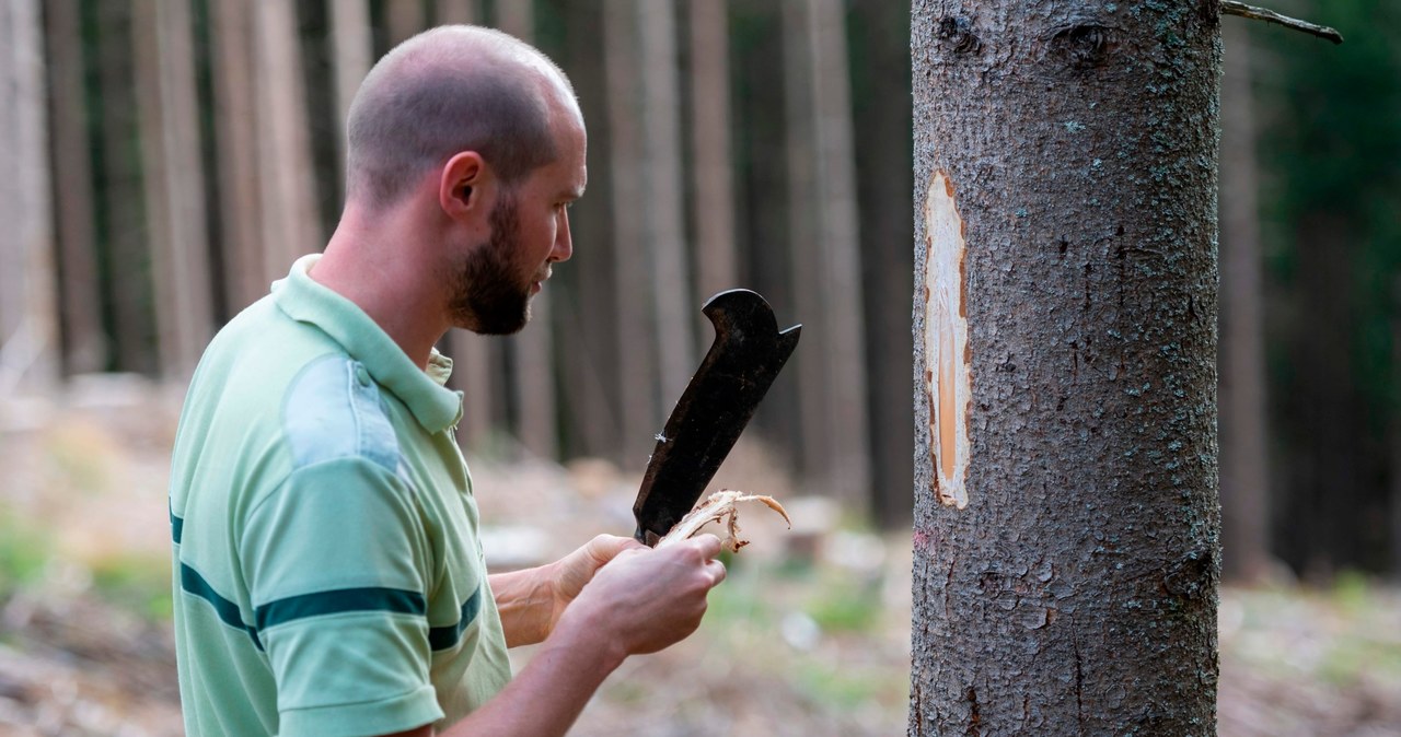 Chińczycy w 2020 r. wywieźli 44% drewna użytkowego z Polski /AFP