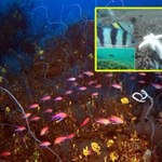Chińczycy zbudowali robota-rybę, który swobodnie pływa na głębokości 4000 m