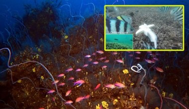 Chińczycy zbudowali robota-rybę, który swobodnie pływa na głębokości 4000 m