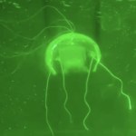 meduza Chińscy naukowcy stworzyli "podwodnego ducha". Jak żywy!