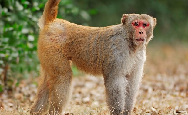 Chińscy naukowcy "uczłowieczyli" małpi mózg