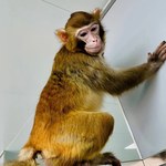Chiński przełom w klonowaniu ssaków naczelnych