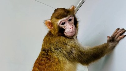 Chiński przełom w klonowaniu ssaków naczelnych