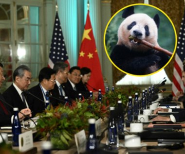 Chiński przywódca obiecuje Amerykanom pandy. Tak chce poprawić stosunki z USA