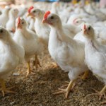 Chiński rynek znów otwarty dla Polaków. Podpisano kluczową umowę