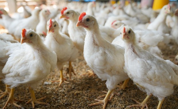 Chiński rynek znów otwarty dla Polaków. Podpisano kluczową umowę