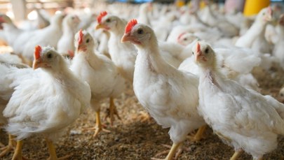 Chiński rynek znów otwarty dla Polaków. Podpisano kluczową umowę