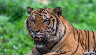 Chiński tygrys wymarł. Po czym nagle zjawił się w Afryce
