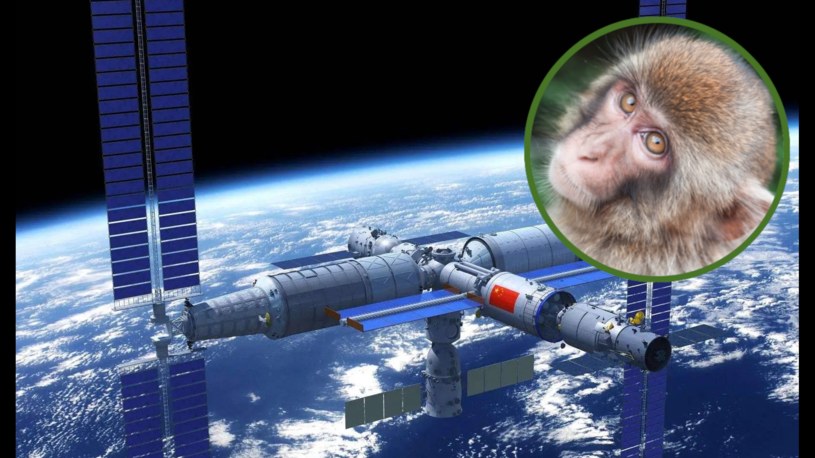 Chiny chcą użyć swojej dopiero co ukończonej stacji kosmicznej do rozmnażania małp. Ma to swoje naukowe podstawy /China Manned Space Engineering Office /materiały prasowe