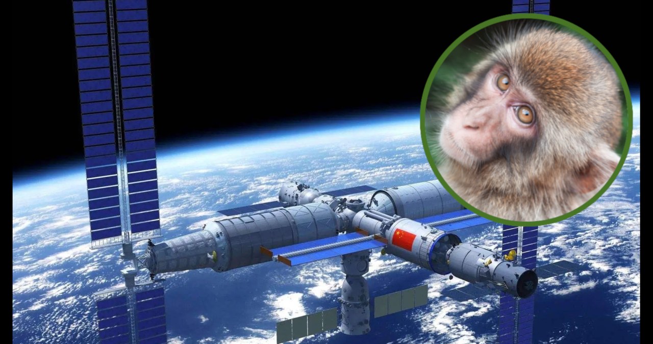 Chiny chcą użyć swojej dopiero co ukończonej stacji kosmicznej do rozmnażania małp. Ma to swoje naukowe podstawy /China Manned Space Engineering Office /materiały prasowe
