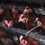 Chiny: Kolejne dwie osoby zarażone szczepem wirusa ptasiej grypy H7N9