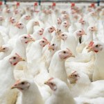 Chiny: Mężczyzna zakażony ptasią grypą H5N6. Ten wirus może wywołać pandemię