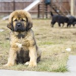 Chiny: Najdroższy pies świata