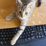 Chiny: Nauczycielka straciła pracę. Powód? Jej kot przeszkadzał w lekcji online