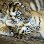 Chiny oszalały. Samica urodziła aż pięcioro młodych. To ewenement