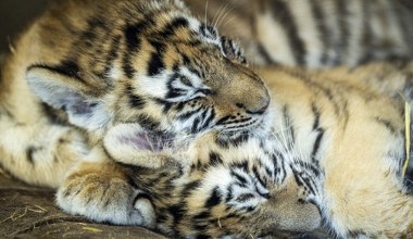 Chiny oszalały. Samica urodziła aż pięcioro młodych. To ewenement