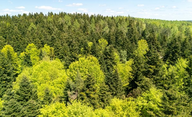 Chiny posadziły miliardy drzew. Niespodziewane skutki programu