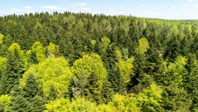 Chiny posadziły miliardy drzew. Niespodziewane skutki programu