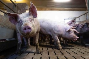 Chiny: Świnia nagle "ożyła" i zaatakowała rzeźnika. Mężczyzna nie żyje